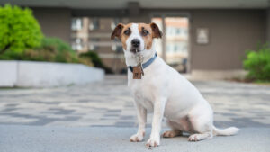 Benefits of Allowing Pets in Your Cypress, TX Rental Property